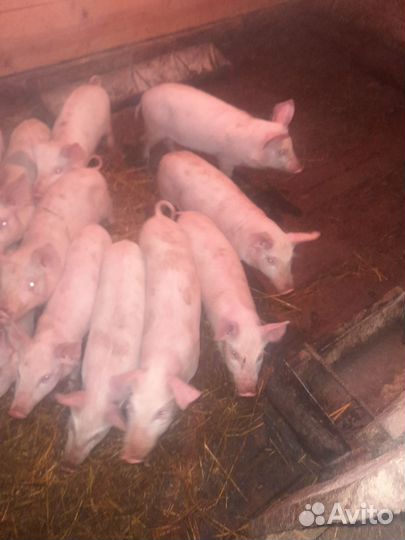 Поросята