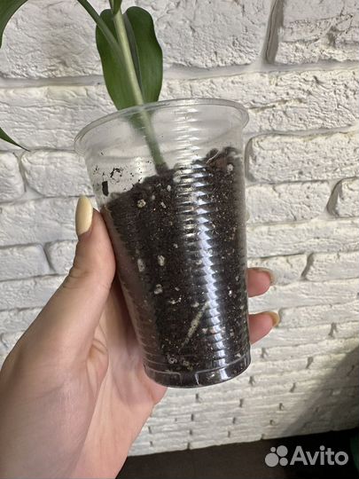 Эухарис амазонская лилия