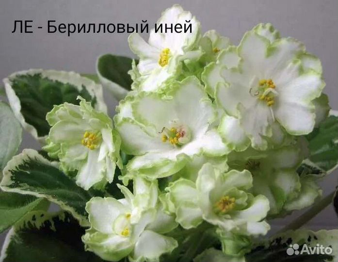 Сортовые фиалки