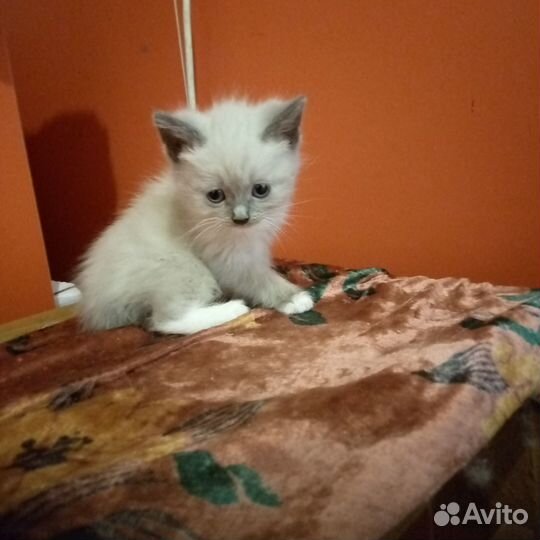 Отдам в добрые руки