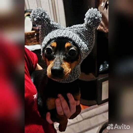 Шапочки для собак