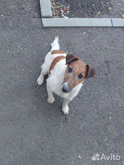 Фокстерьер