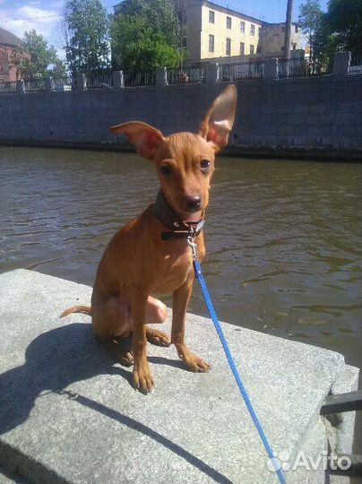 Вязка кабель левретка