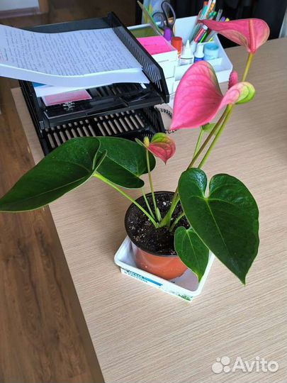 Антуриум розовый