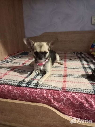 Чихуахуа mini девочка