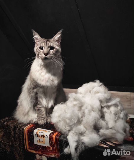 Вычесывание и Стрижка кошек с Выездом