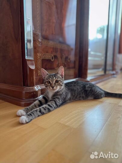 Котенок девочка 4 месяца