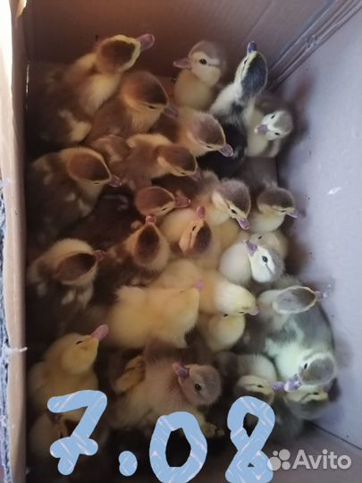 Утята мускусные