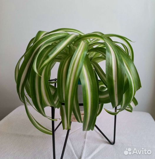 Хлорофитум бонни кудрявый