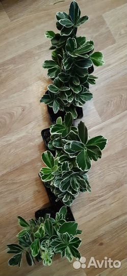 Растения для сада