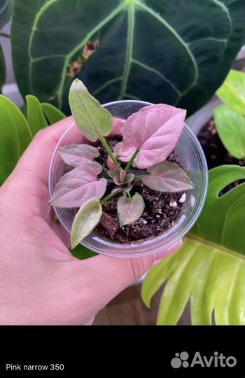 Сингониумы 1