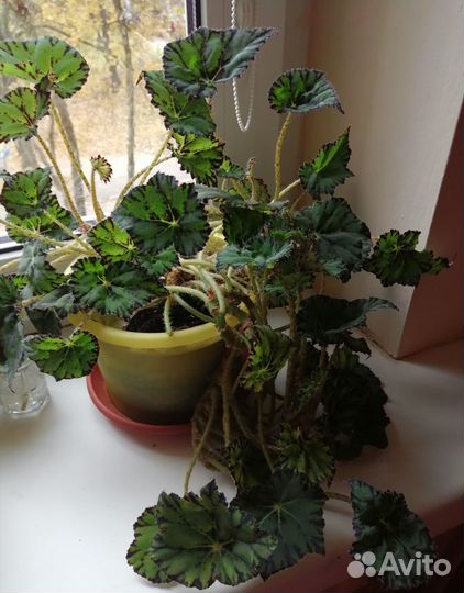 Бегония тигровая и толстянка