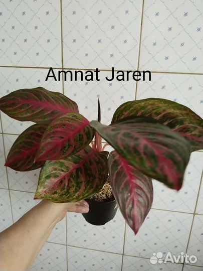 Аглаонемы сортовые, все по 1 экземпляру