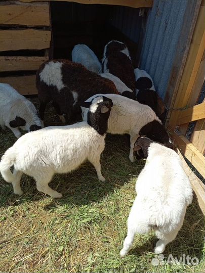 Бараны дорпер