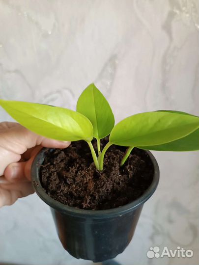 Филодендрон и сциндаптус