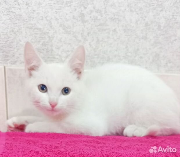 Белый котенок мальчик