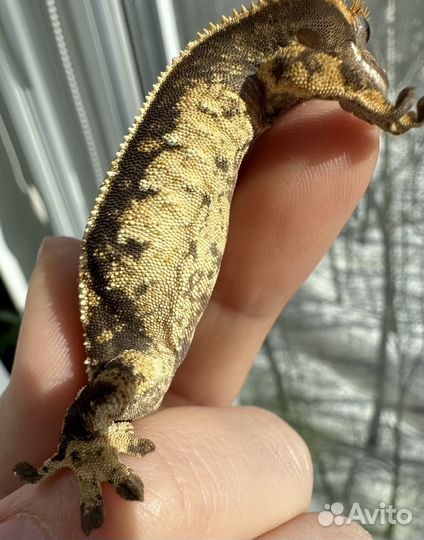 Бананоед самочка