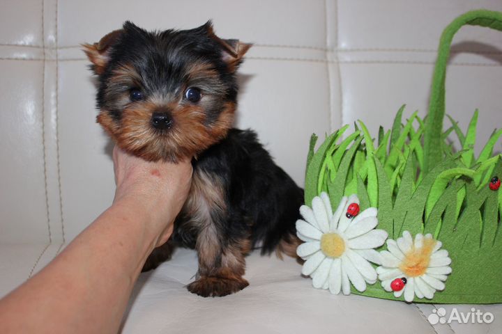 Мальчик красавчик 2 мес