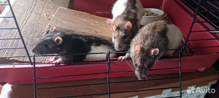 Крысы