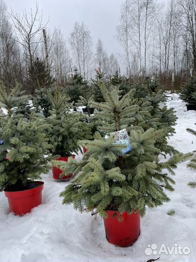 Ель в горшке