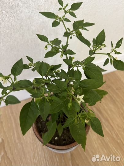 Перчик комнатный