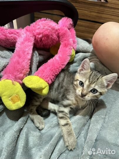 Котенок мальчик в добрые руки