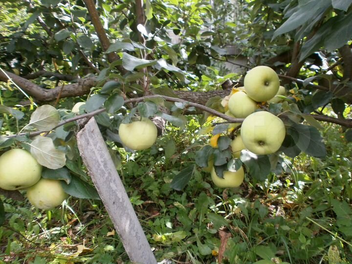 Участок 7,8 сот. (СНТ, ДНП)