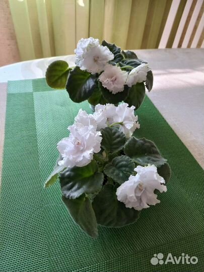 Фиалка белая цветущая, детки