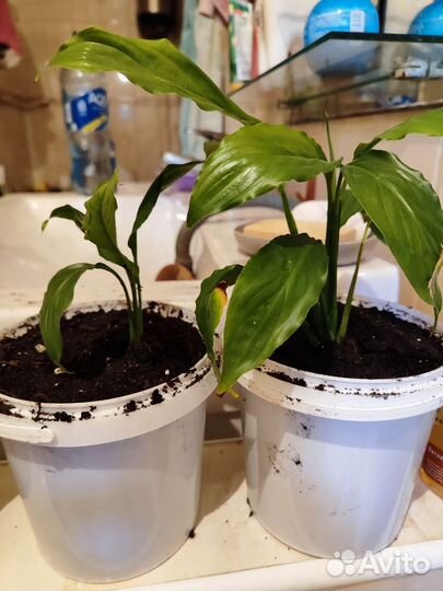 Спацифилум