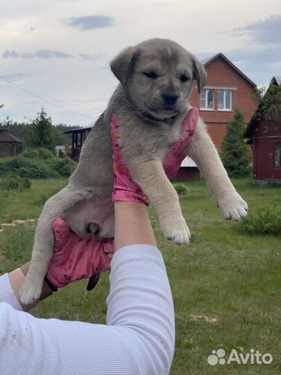 Собаки бесплатно