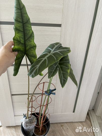 Взрослые алоказии