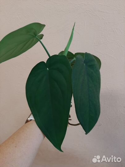 Сингониум макрофиллум