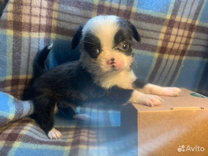 Чихуахуа мини мальчик