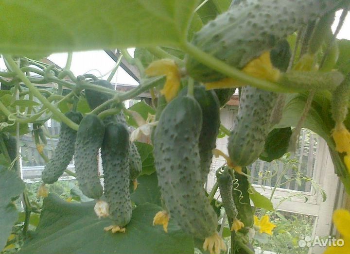 Семена огурцов Директор,Трилоджи