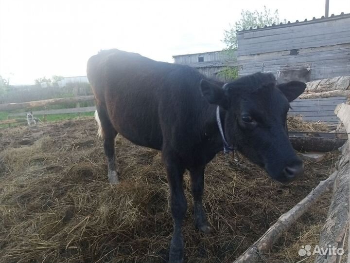 Коровы и телки стельные