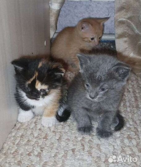 Котята в добрые руки
