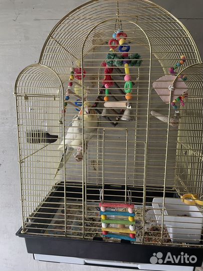 Попугай корелла с клеткой