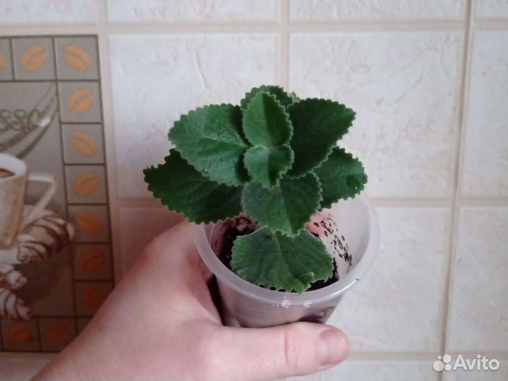 Руэллия, плектрантус (комнатная мята)