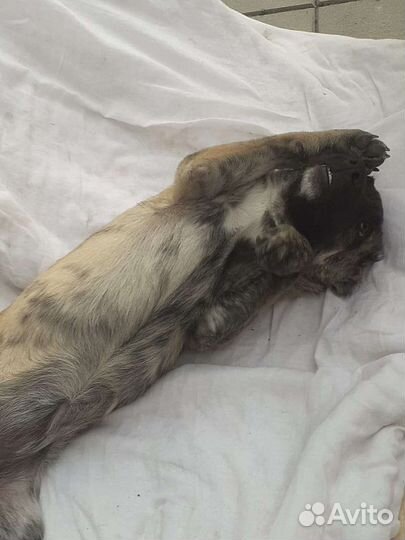 Щенки бесплатно