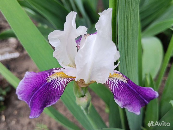 Ирис двухцветный