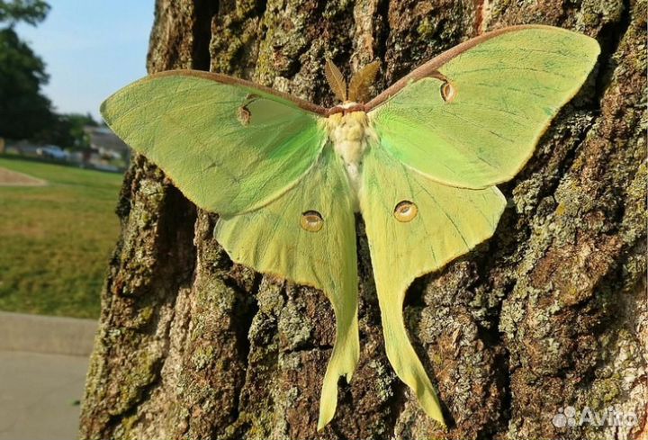 Детская Миниферма Тропических Бабочек ф/б-105