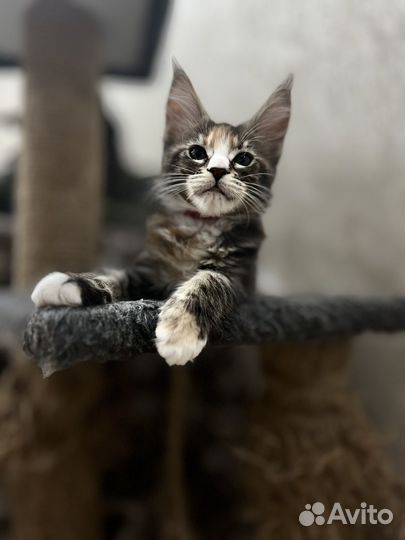 Котята мейн-кун