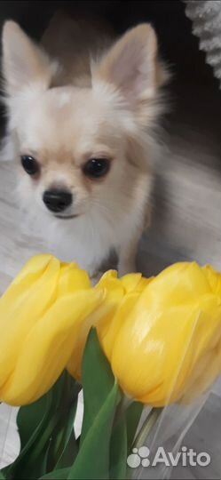 Чихуахуа мальчик