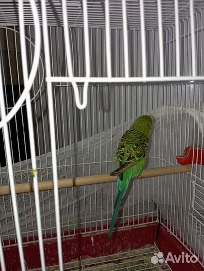 Волнистый попугай