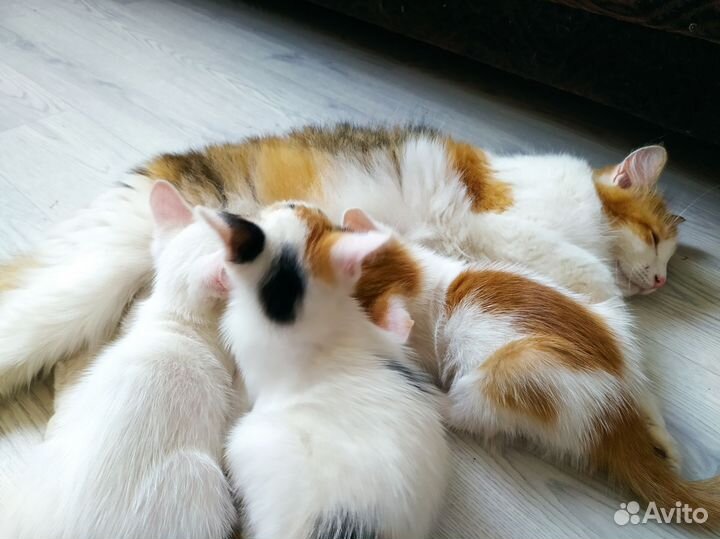Кошка