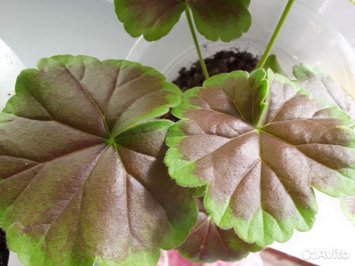 Герань пеларгония коричневолистная