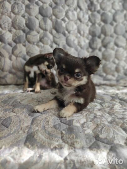 Щенки чихуахуа шоколадные