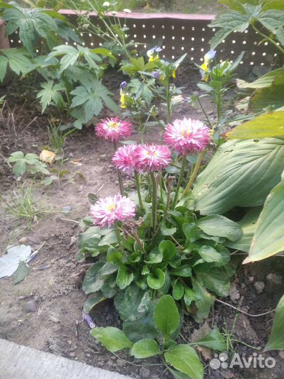 Маргаритки рассада