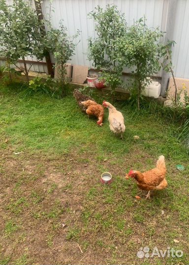 Куры несушки разных пород