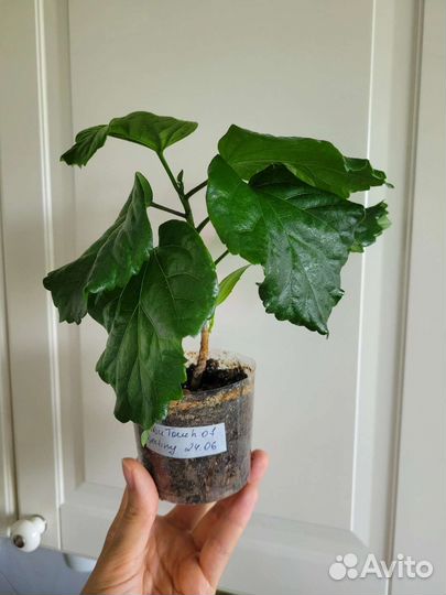 Сортовые гибискусы из личной коллекции